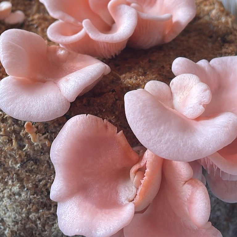 とき色ひらたけ