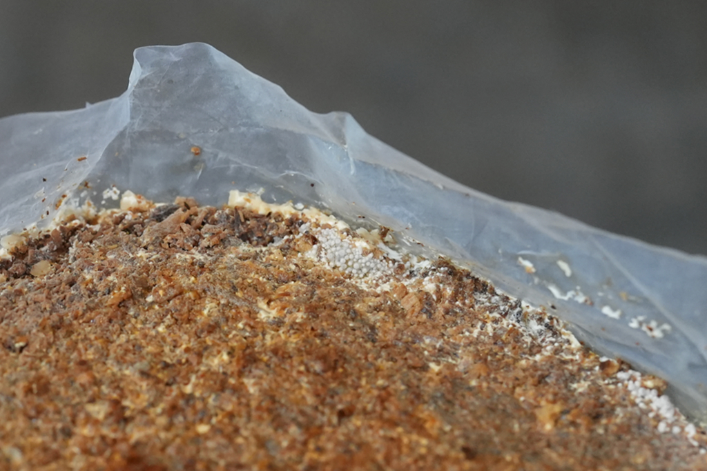 芽づくりの様子