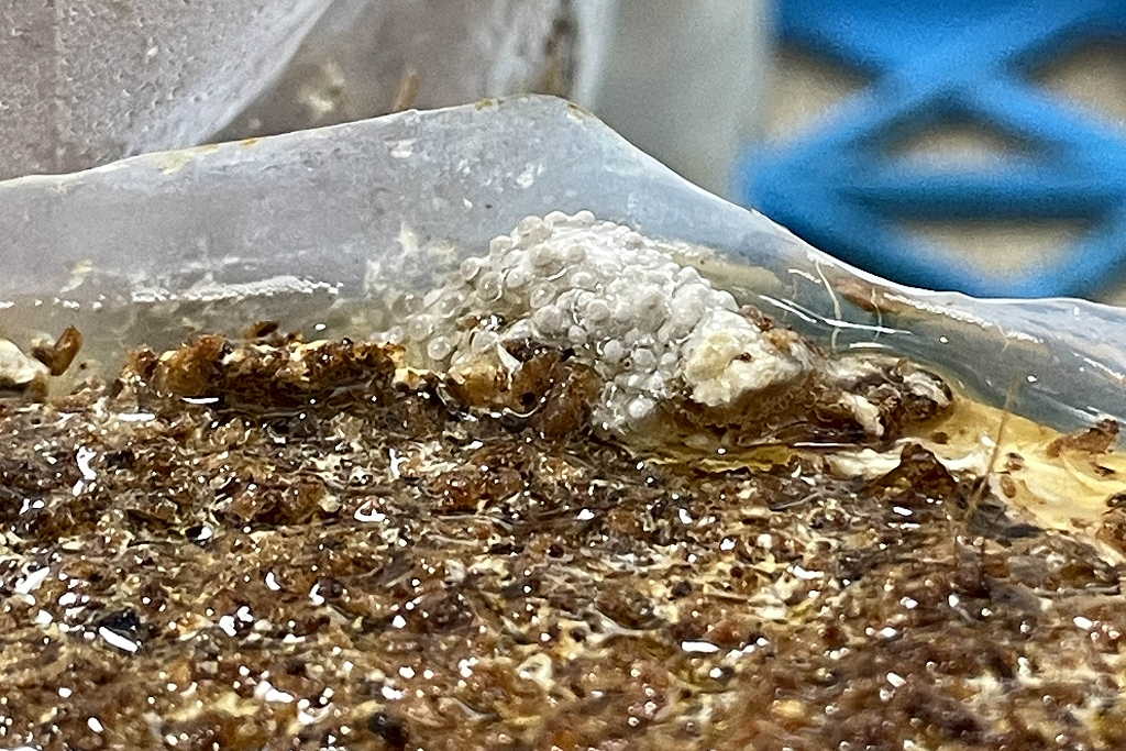 芽づくりの様子